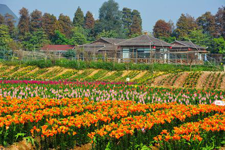 游客可欣赏64个品种花卉
